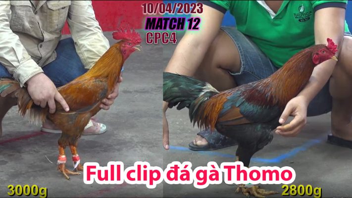 CPC4- TRẬN 12 | đá gà Thomo | 10/04/2023