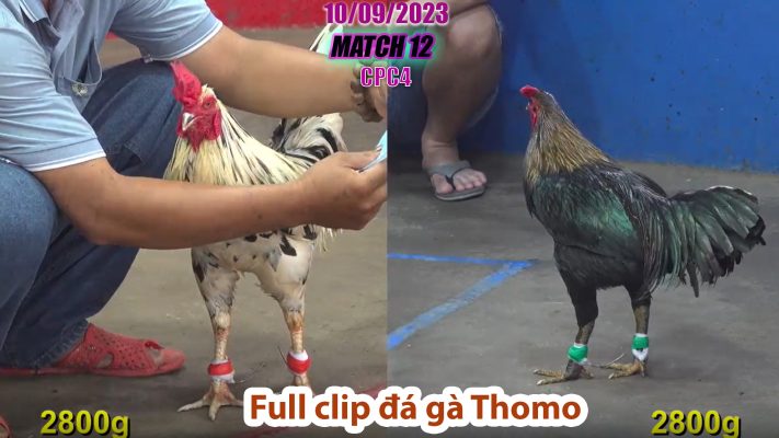 CPC4- TRẬN 12 | đá gà Thomo | 10/09/2023