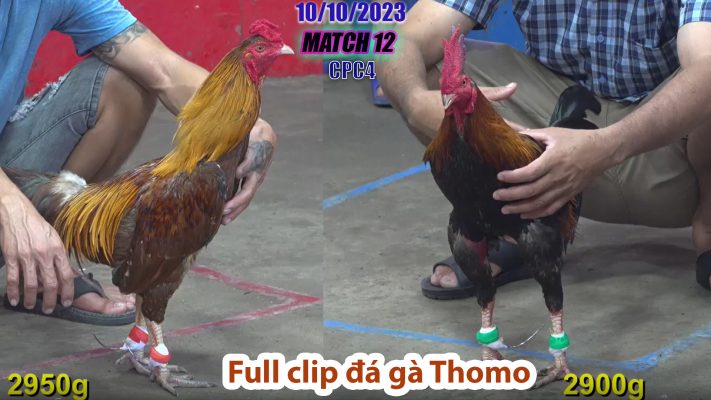 CPC4- TRẬN 12 | đá gà Thomo | 10/10/2023