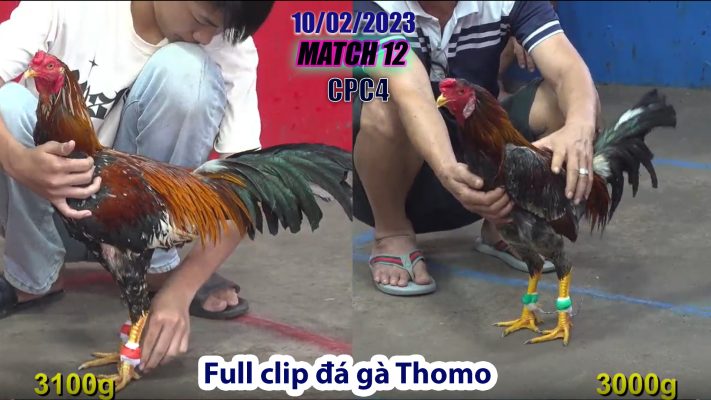 CPC4- TRẬN12 | đá gà Thomo | 10/02/2023