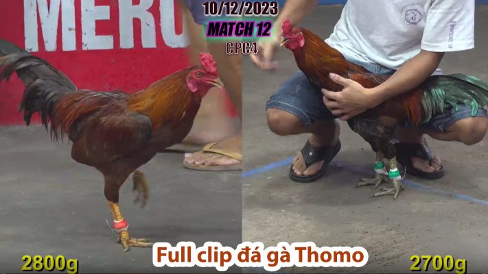 CPC4- TRẬN 12 | đá gà Thomo | 10/12/2023