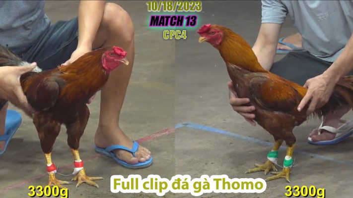 CPC4- TRẬN 13 | đá gà Thomo | 10/18/2023