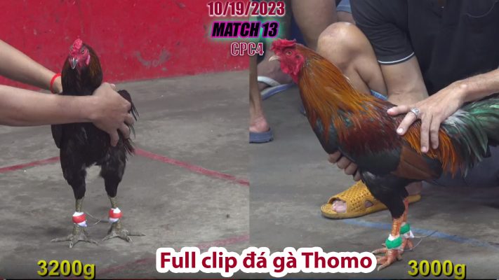 CPC4- TRẬN 13 | đá gà Thomo | 10/19/2023