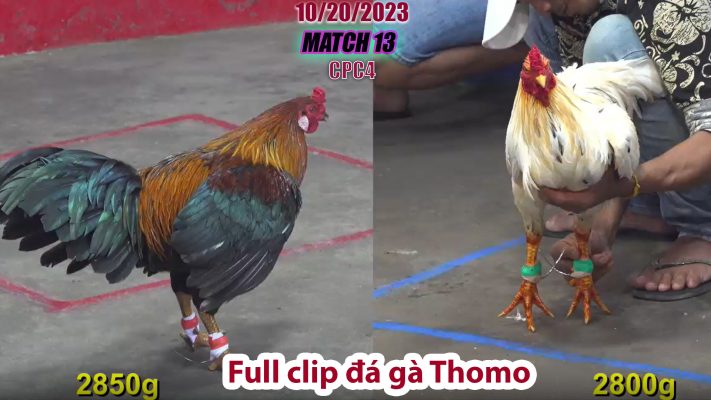 CPC4- TRẬN 13 | đá gà Thomo | 10/20/2023