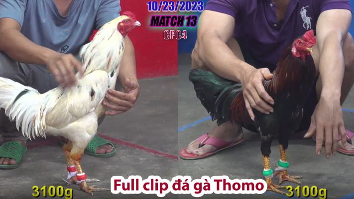 CPC4- TRẬN 13 | đá gà Thomo | 10/23/2023