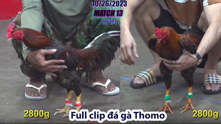 CPC4- TRẬN 13 | đá gà Thomo | 10/26/2023