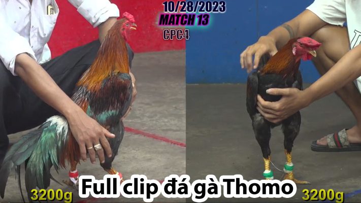 CPC4- TRẬN 13 | đá gà Thomo | 10/28/2023