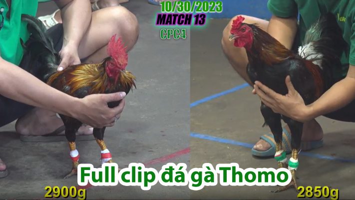 CPC4- TRẬN 13 | đá gà Thomo | 10/30/2023