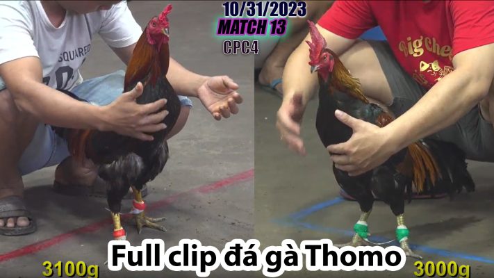 CPC4- TRẬN 13 | đá gà Thomo | 10/31/2023