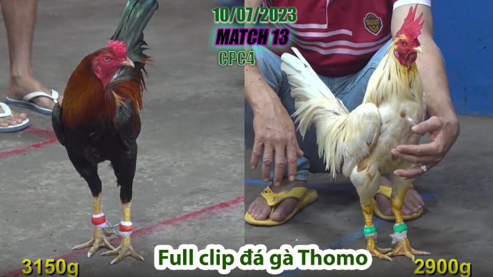 CPC4- TRẬN 13 | đá gà Thomo | 10/07/2023