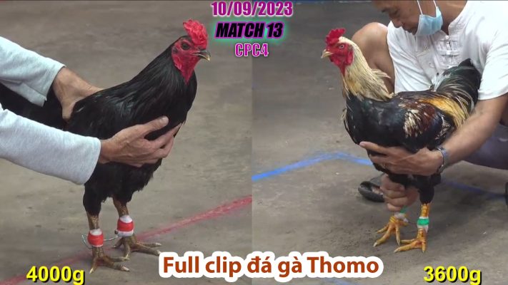 CPC4- TRẬN 13 | đá gà Thomo | 10/09/2023