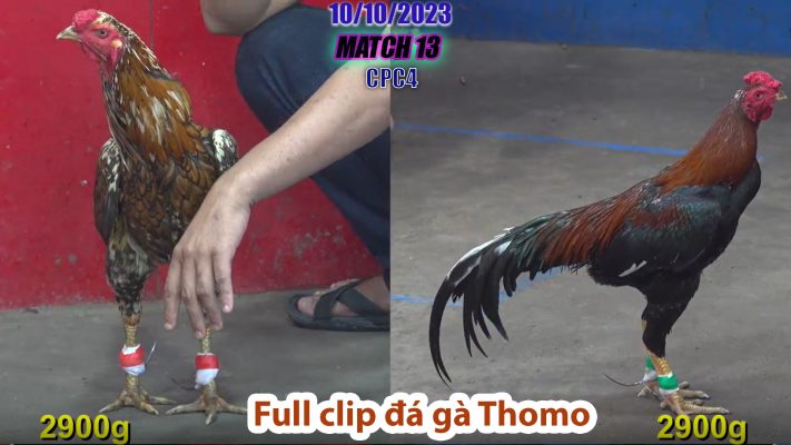 CPC4- TRẬN 13 | đá gà Thomo | 10/10/2023