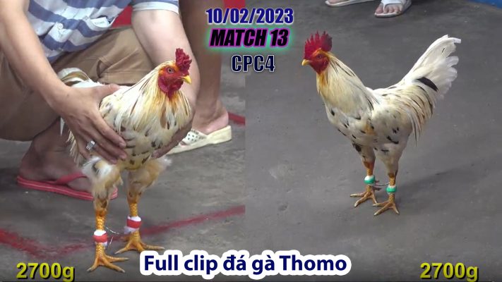 CPC4- TRẬN 13 | đá gà Thomo | 10/02/2023