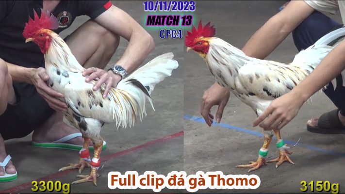 CPC4- TRẬN 13 | đá gà Thomo | 10/11/2023