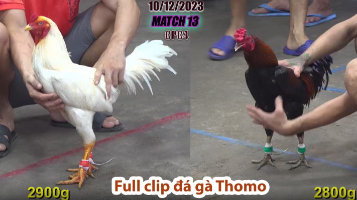 CPC4- TRẬN 13 | đá gà Thomo | 10/12/2023