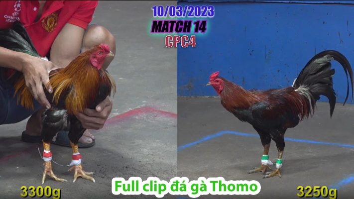 CPC4- TRẬN 14 | đá gà Thomo | 10/03/2023