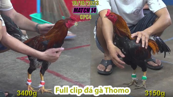 CPC4- TRẬN 14 | đá gà Thomo | 10/18/2023