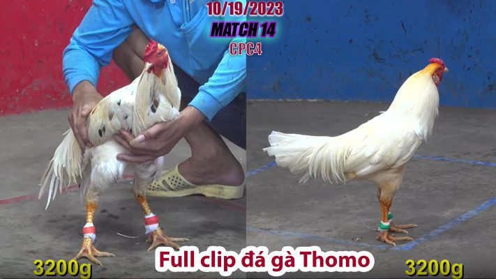 CPC4- TRẬN 14 | đá gà Thomo | 10/19/2023