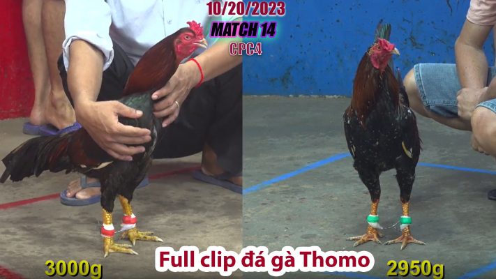 CPC4- TRẬN 14 | đá gà Thomo | 10/20/2023