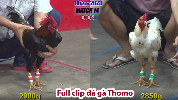 CPC4- TRẬN 14 | đá gà Thomo | 10/23/2023