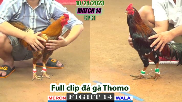 CPC1- TRẬN 14 | đá gà Thomo | 10/24/2023