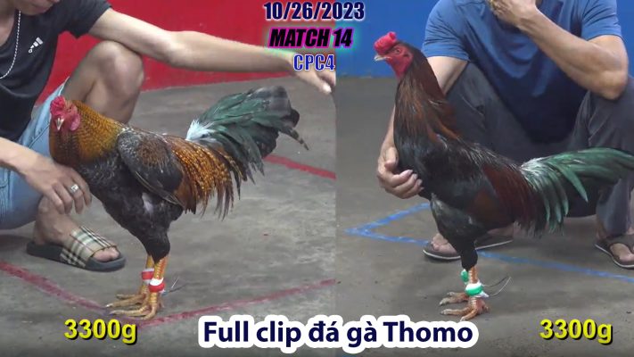 CPC4- TRẬN 14 | đá gà Thomo | 10/26/2023