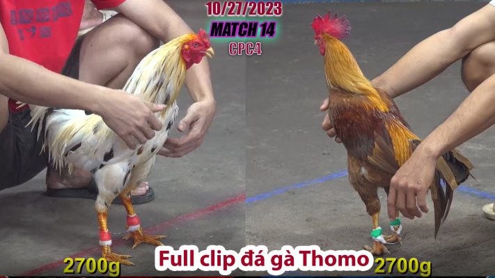 CPC4- TRẬN 14 | đá gà Thomo | 10/27/2023