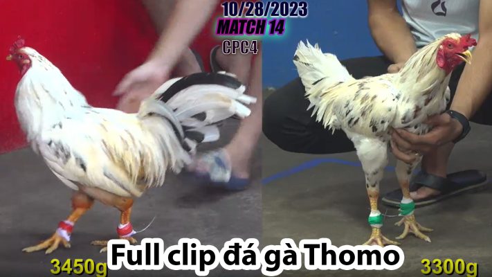 CPC4- TRẬN 14 | đá gà Thomo | 10/28/2023