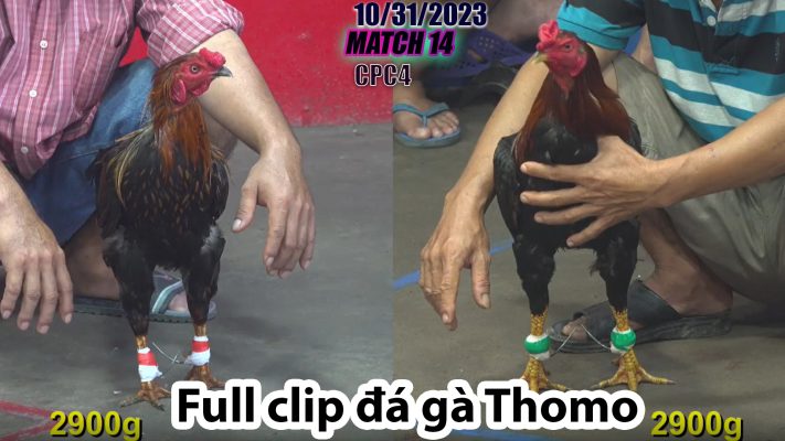 CPC4- TRẬN 14 | đá gà Thomo | 10/31/2023