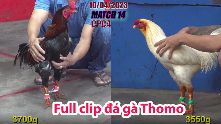 CPC4- TRẬN 14 | đá gà Thomo | 10/04/2023