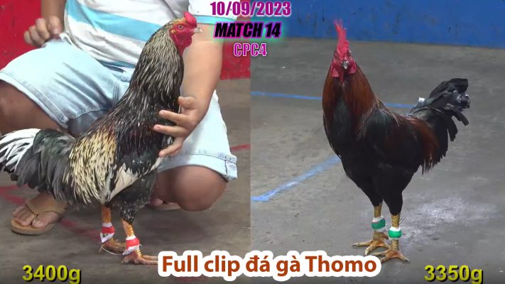 CPC4- TRẬN 14 | đá gà Thomo | 10/09/2023