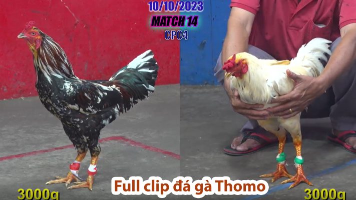 CPC4- TRẬN 14 | đá gà Thomo | 10/10/2023