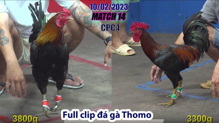 CPC4- TRẬN 14 | đá gà Thomo | 10/02/2023