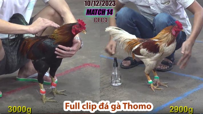 CPC4- TRẬN 14 | đá gà Thomo | 10/12/2023