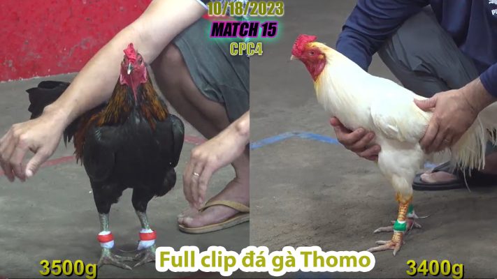 CPC4- TRẬN 15 | đá gà Thomo | 10/18/2023