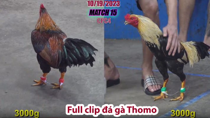 CPC4- TRẬN 15 | đá gà Thomo | 10/19/2023