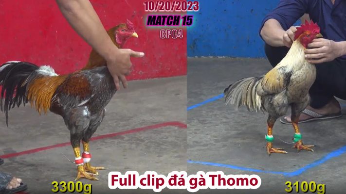 CPC4- TRẬN 15 | đá gà Thomo | 10/20/2023