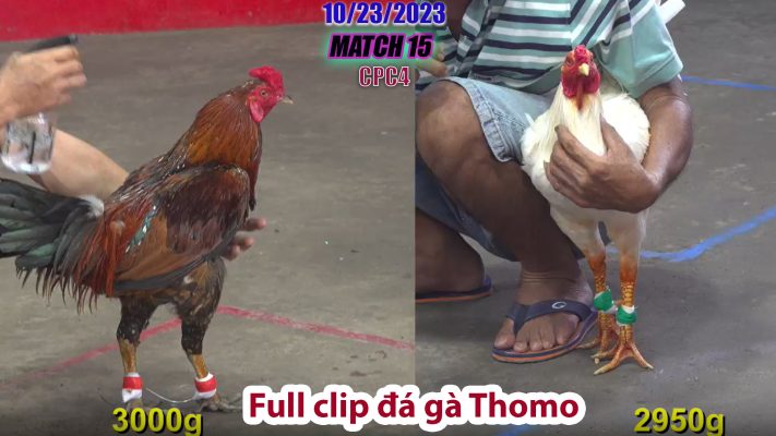 CPC4- TRẬN 15 | đá gà Thomo | 10/23/2023