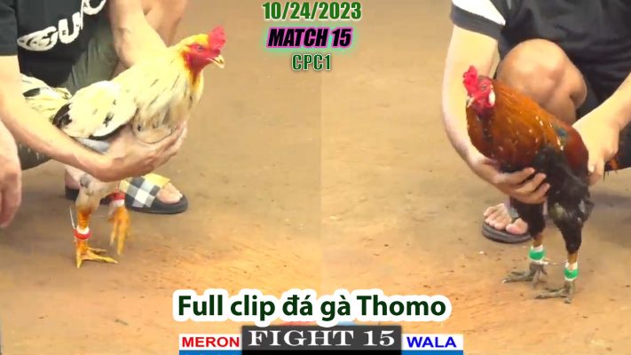 CPC1- TRẬN 15 | đá gà Thomo | 10/24/2023