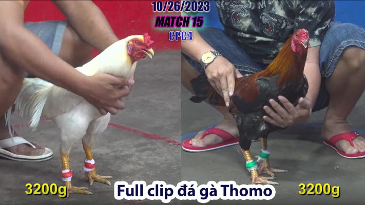 CPC4- TRẬN 15 | đá gà Thomo | 10/26/2023