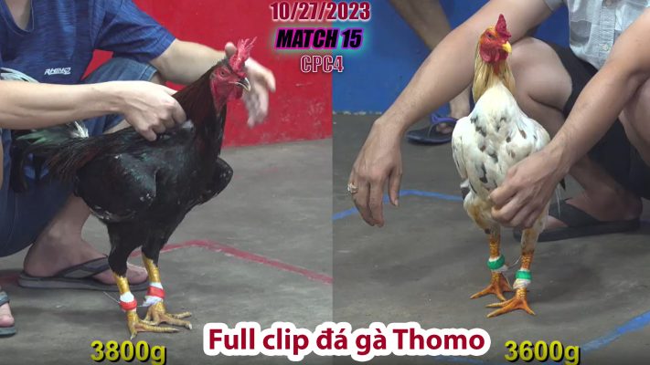 CPC4- TRẬN 15 | đá gà Thomo | 10/27/2023