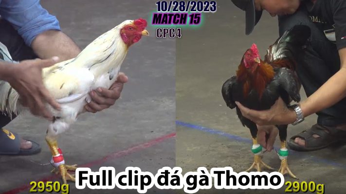 CPC4- TRẬN 15 | đá gà Thomo | 10/28/2023