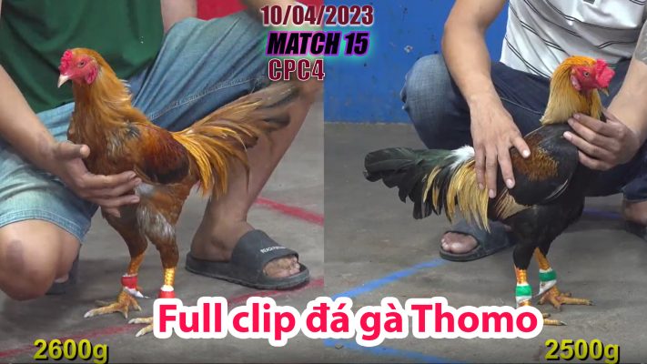 CPC4- TRẬN 15 | đá gà Thomo | 10/04/2023