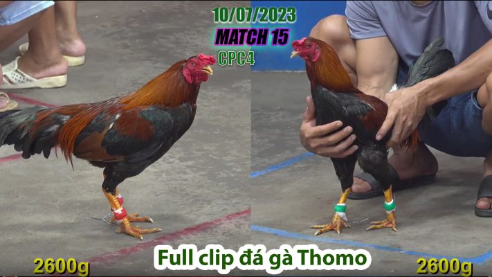 CPC4- TRẬN 15 | đá gà Thomo | 10/07/2023