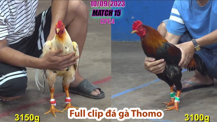 CPC4- TRẬN 15 | đá gà Thomo | 10/09/2023