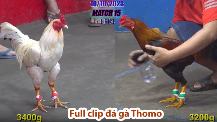 CPC4- TRẬN 15 | đá gà Thomo | 10/10/2023