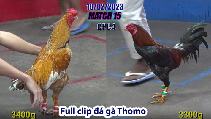 CPC4- TRẬN 15 | đá gà Thomo | 10/02/2023