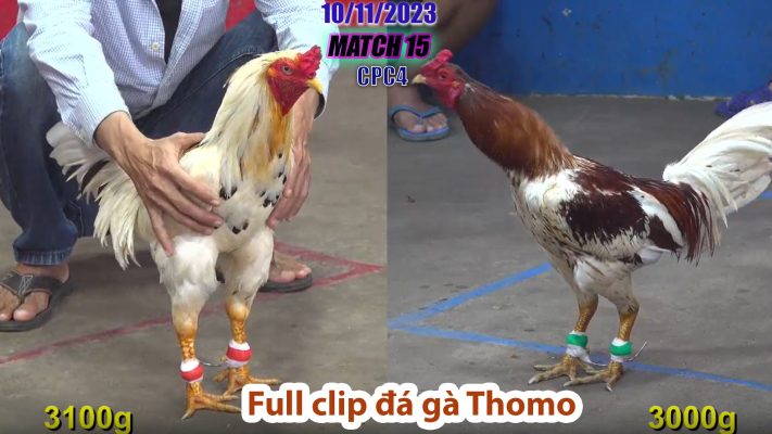 CPC4- TRẬN 15 | đá gà Thomo | 10/11/2023