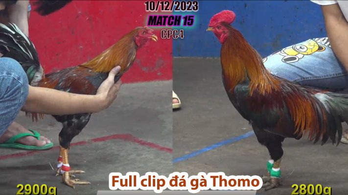 CPC4- TRẬN 15 | đá gà Thomo | 10/12/2023