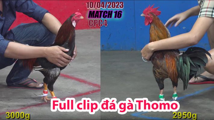 CPC4- TRẬN 16 | đá gà Thomo | 10/04/2023